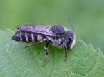 Coelioxys rufescens